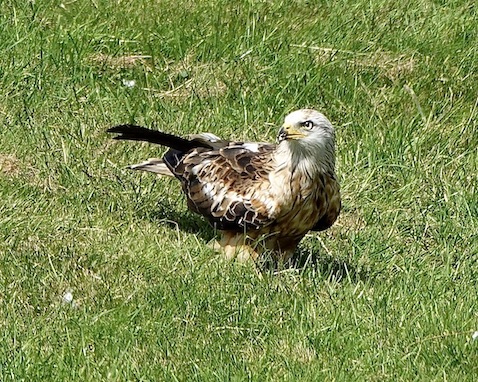 red kites feeding